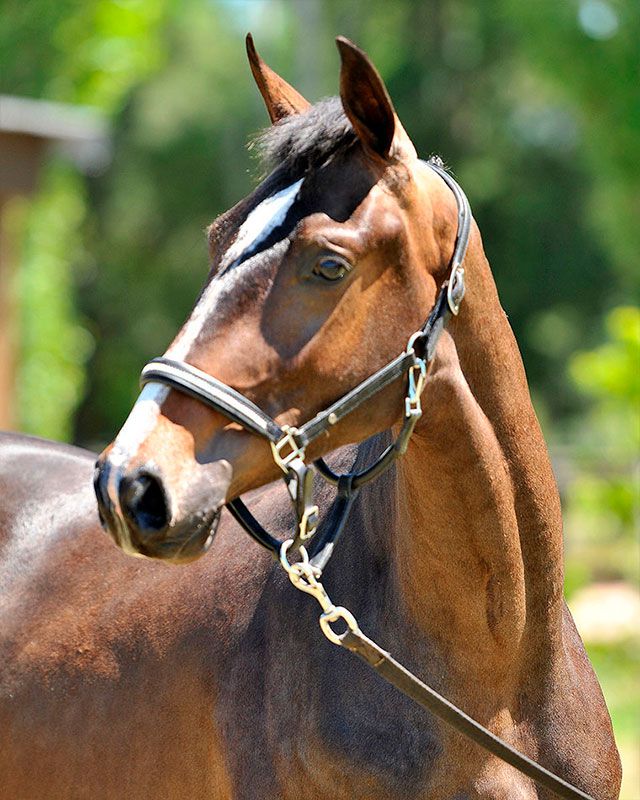 7.NICONBALOU-H