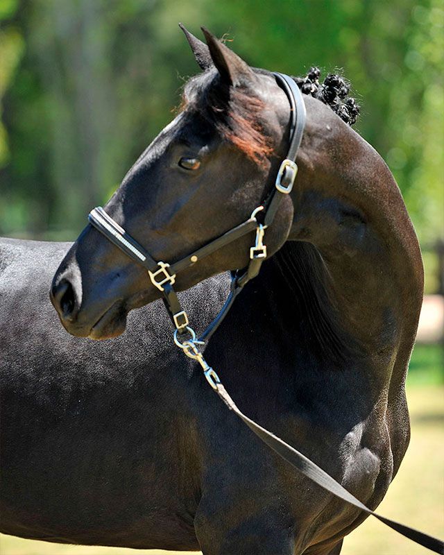 9.MISATBALOU-H